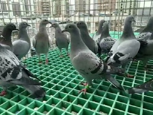 塑料沖孔板鴿子籠墊板